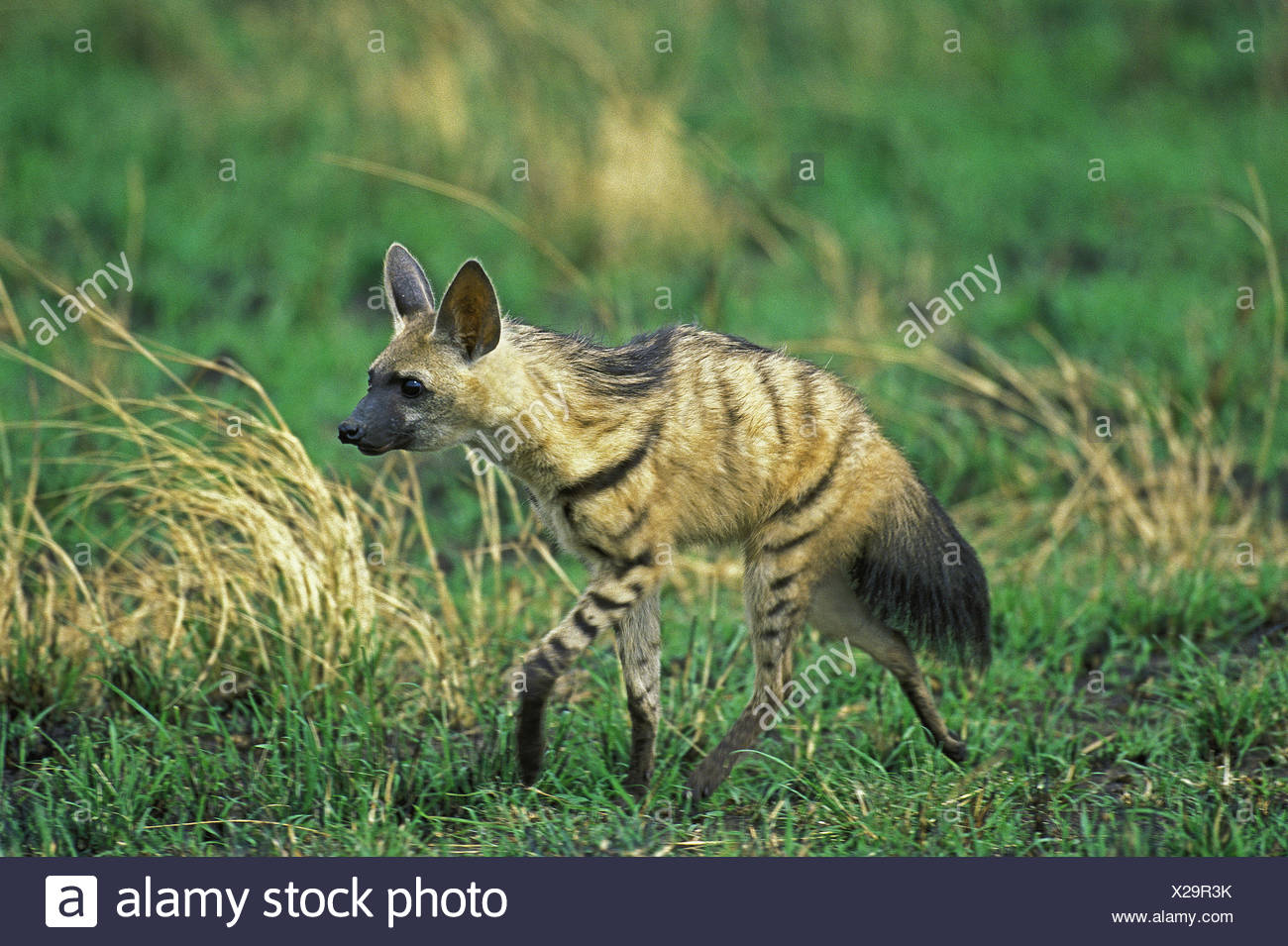 Aardwolf (proteles Cristatus) High Resolution Stock Photography and ...