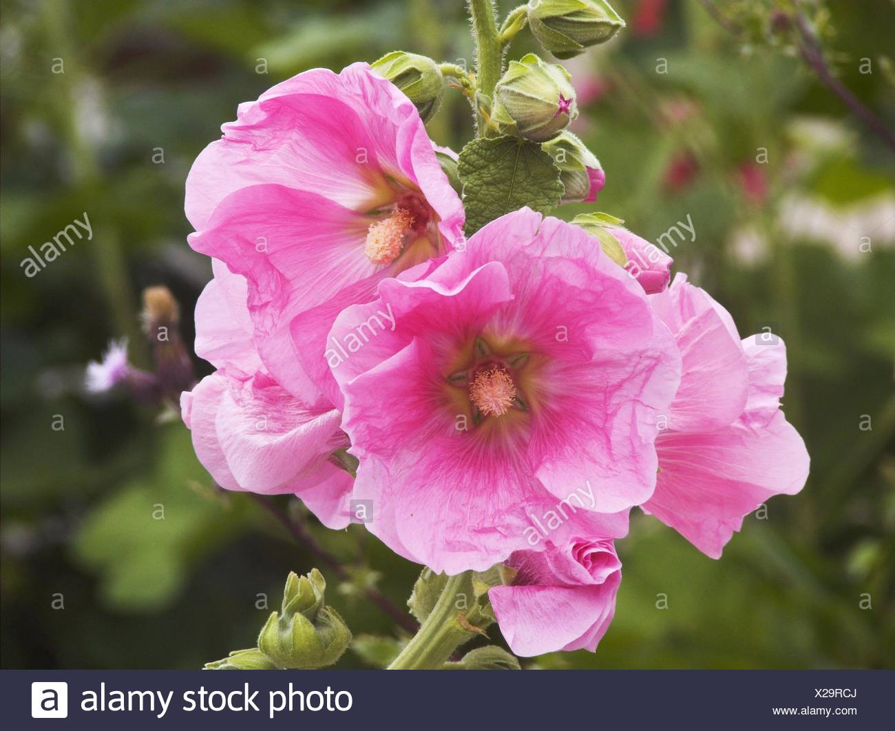 Rose Tremiere Stock Photos Rose Tremiere Stock Images Alamy