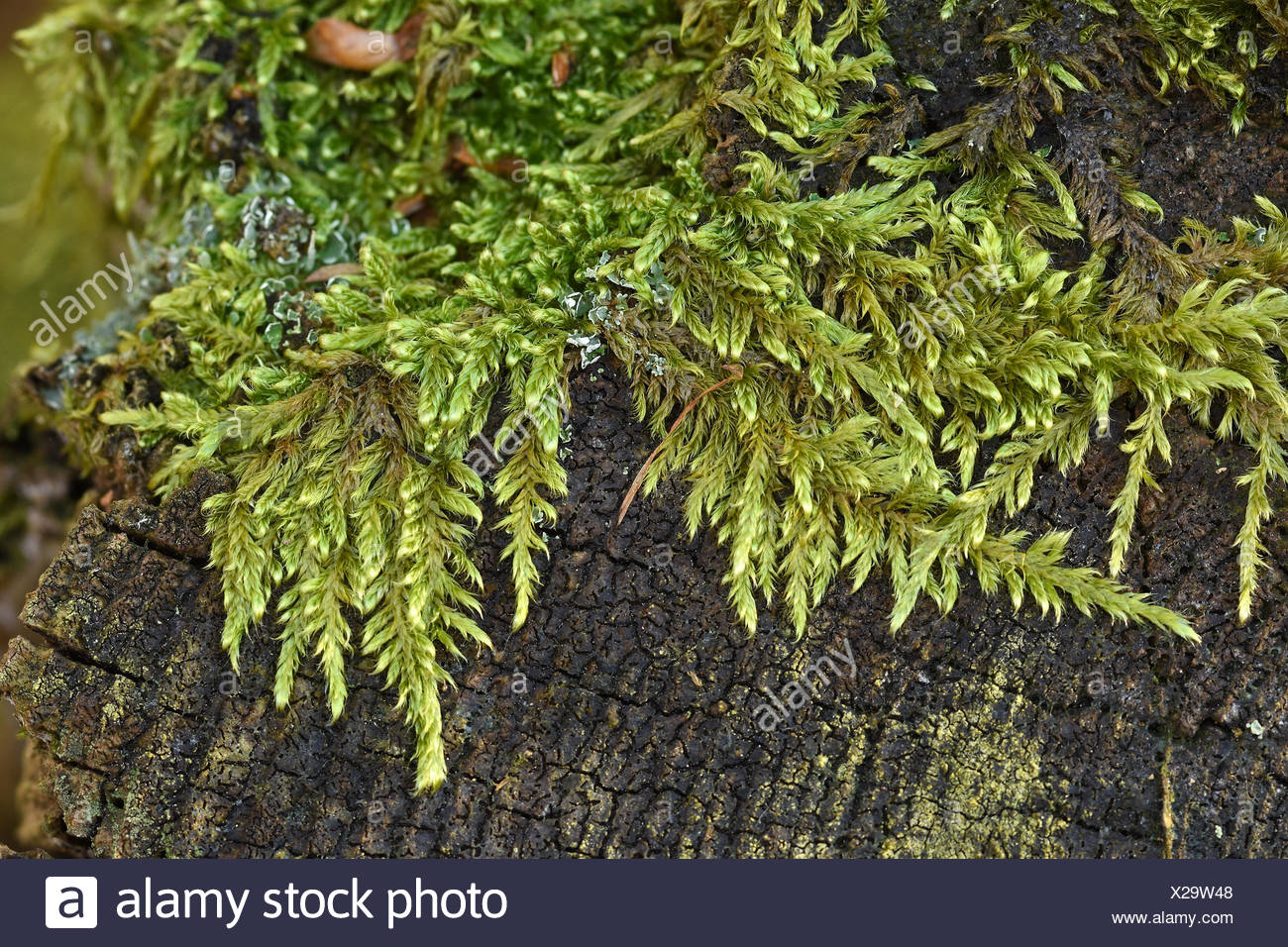 Hypnum Moss Hypnum Stock Photos & Hypnum Moss Hypnum Stock Images Alamy