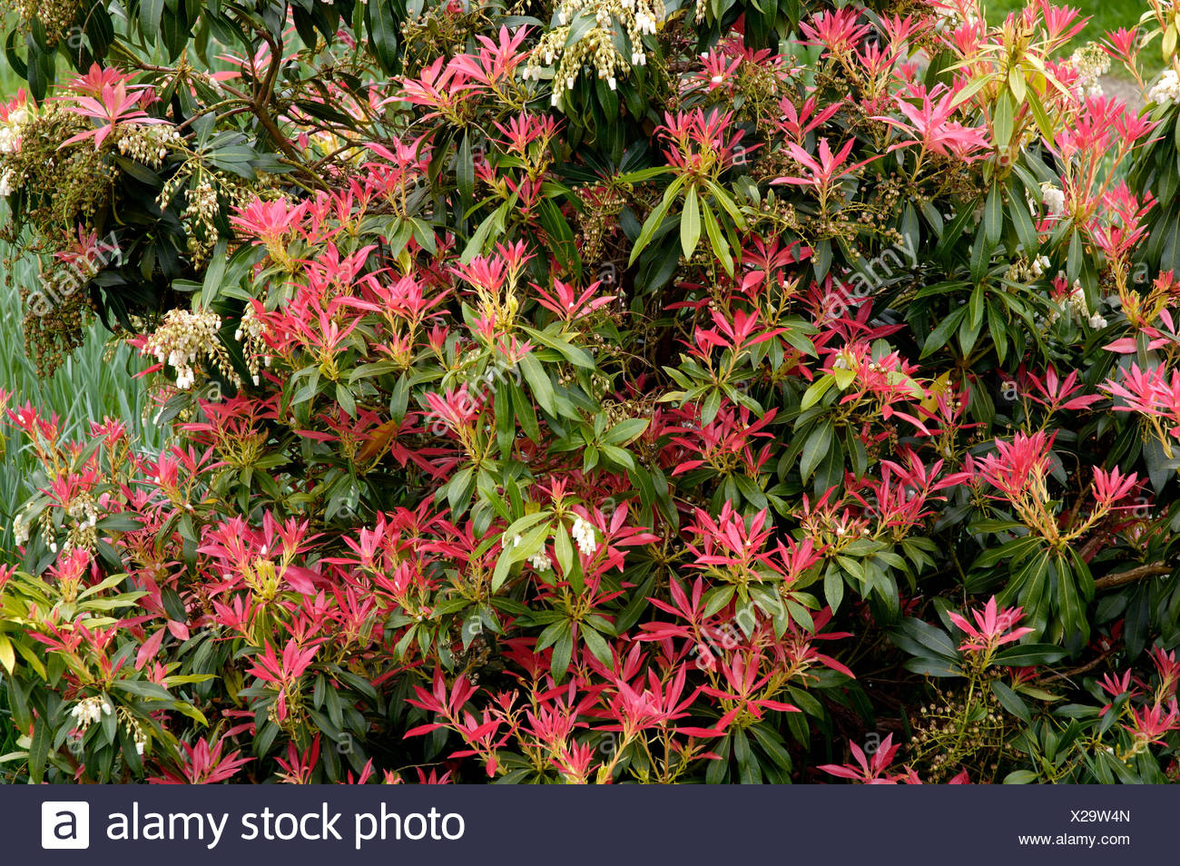 Shoreline Area News Photo Pink And Yellow Flowers