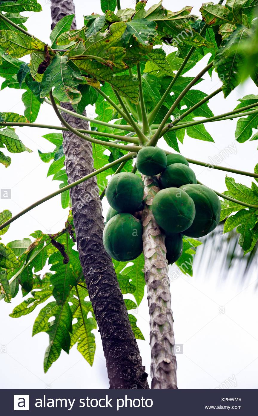 Africa Mascarene Mascarene Islands Mascarenhas Mauritius East Of Mauritius Grand Port Area Papaya Tree Stock Photo Alamy