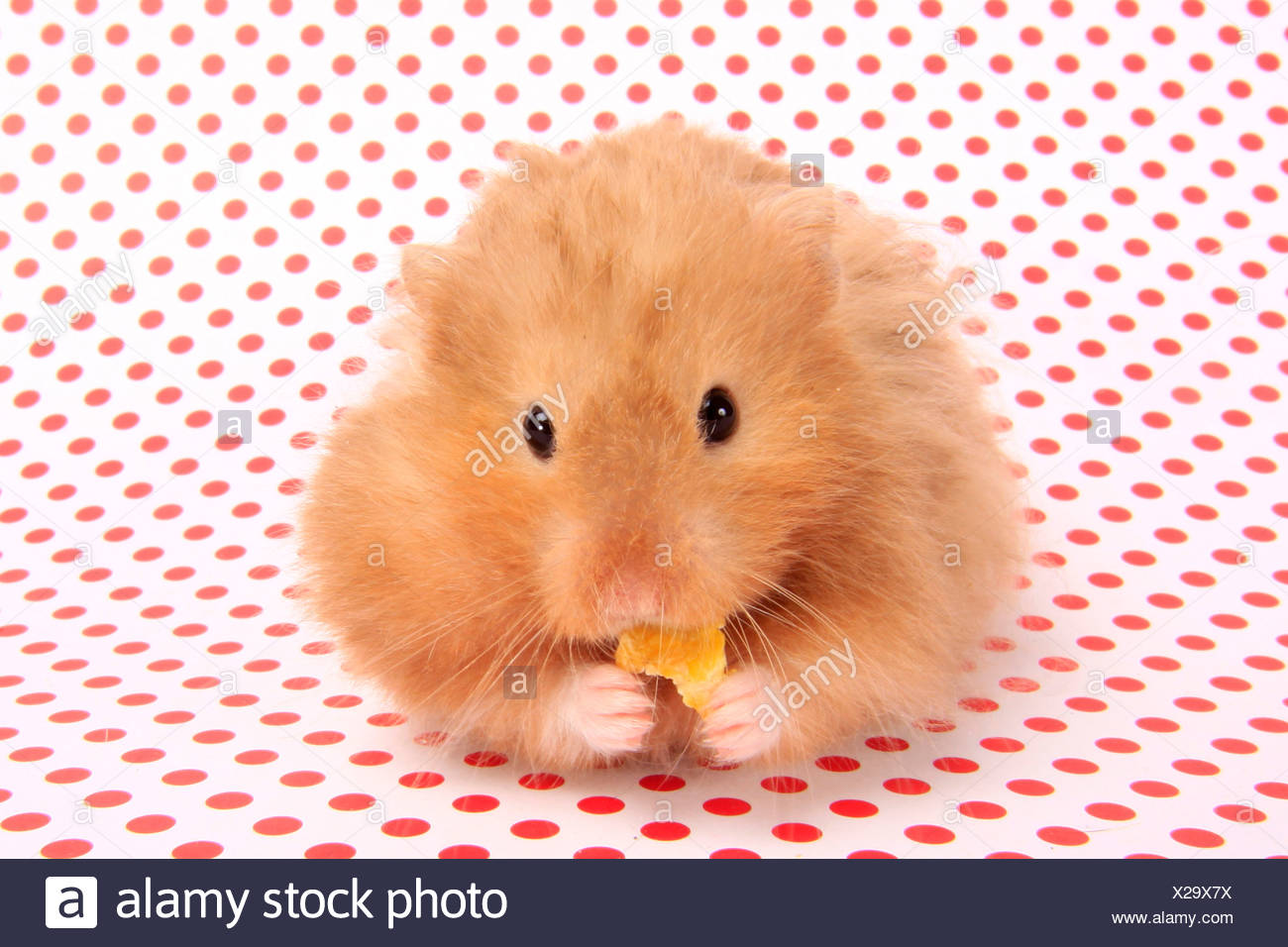 teddy bear hamster