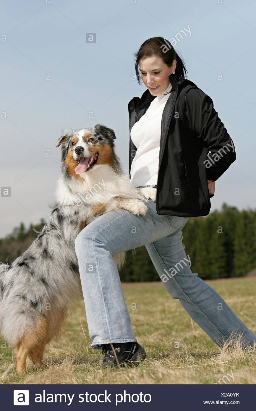 australian shepherd dancing