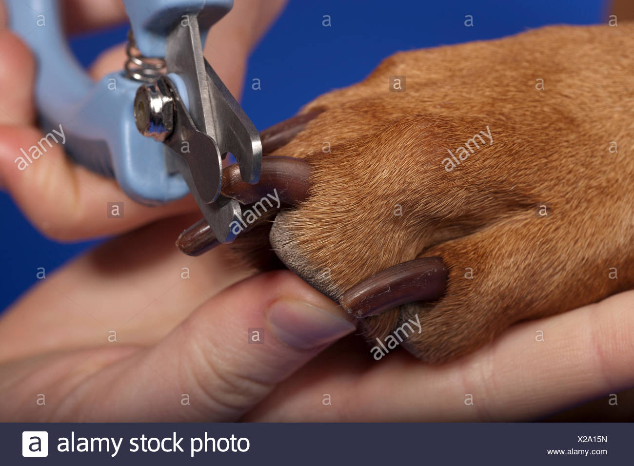 trimming machine for dogs