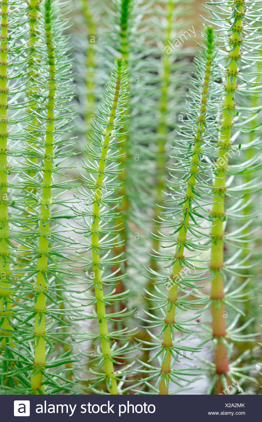 Hollow Plant Stem High Resolution Stock Photography and Images Alamy