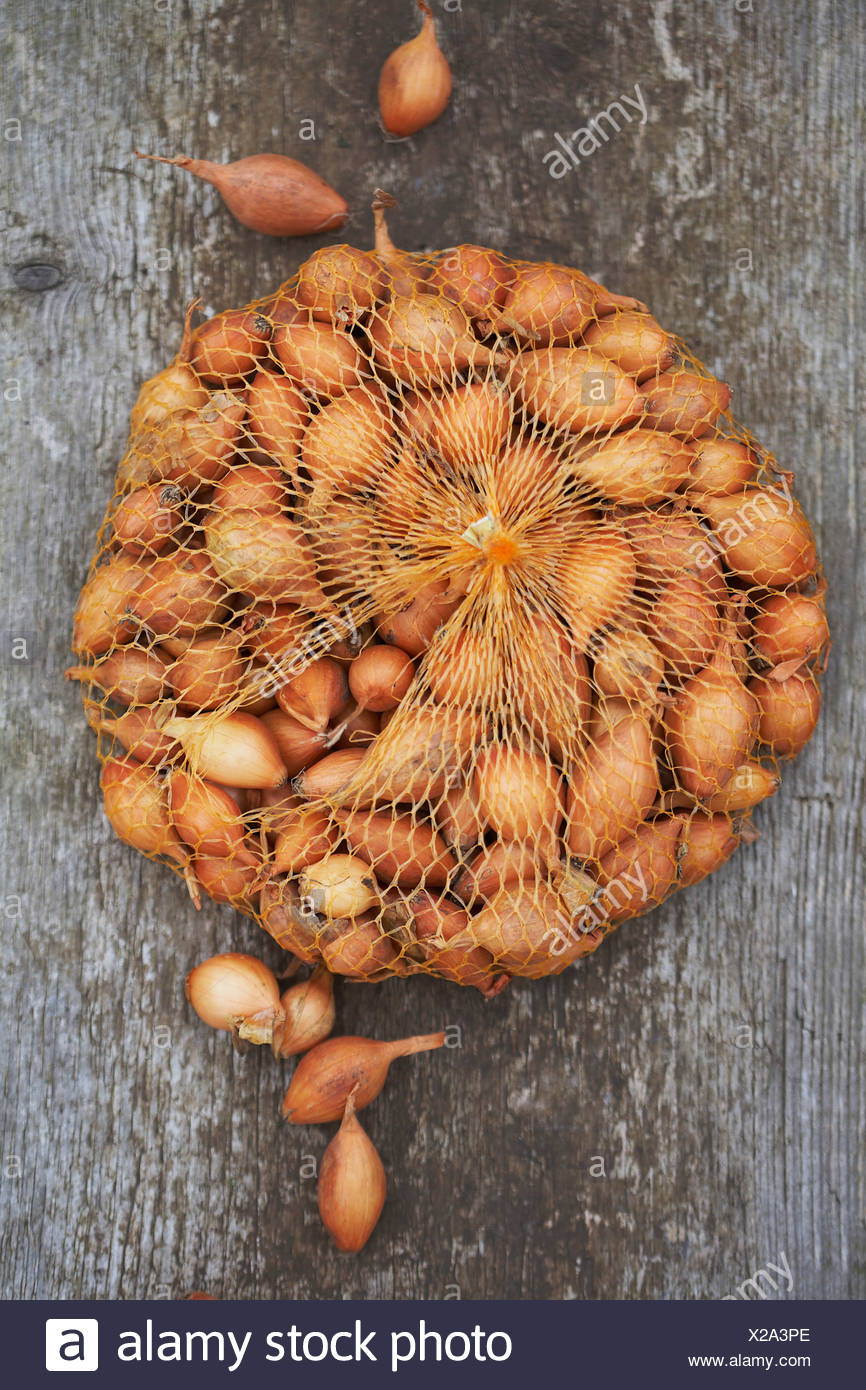 String Of Onions High Resolution Stock Photography and Images - Alamy