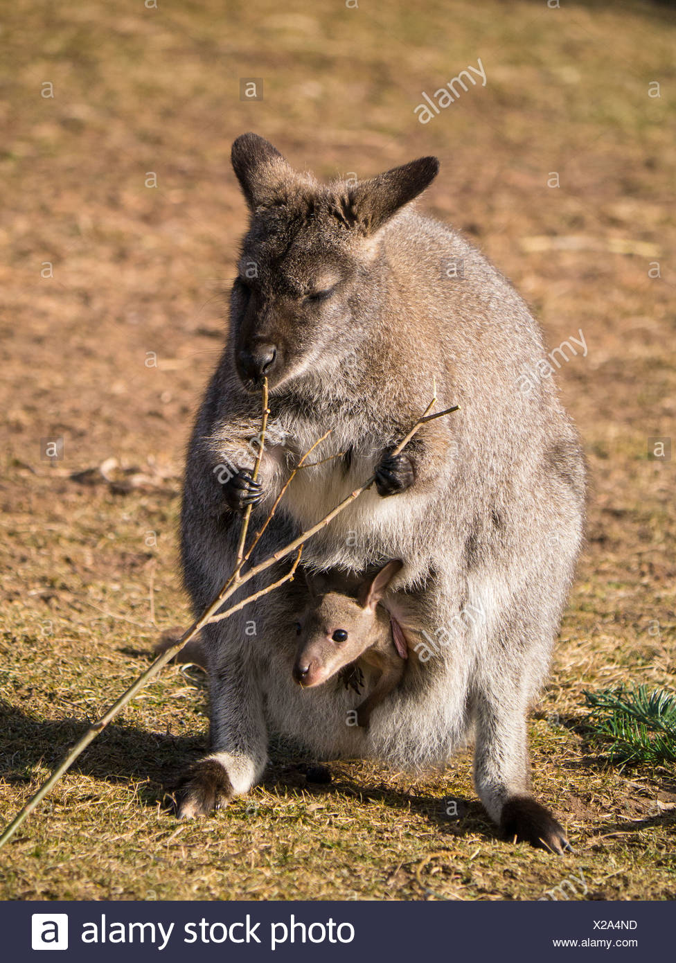 Red-necked Wallaby or Bennett's Wallaby (Macropus rufogriseus), Erfurt Zoo, Thuringia, Germany, Europe Stock Photo