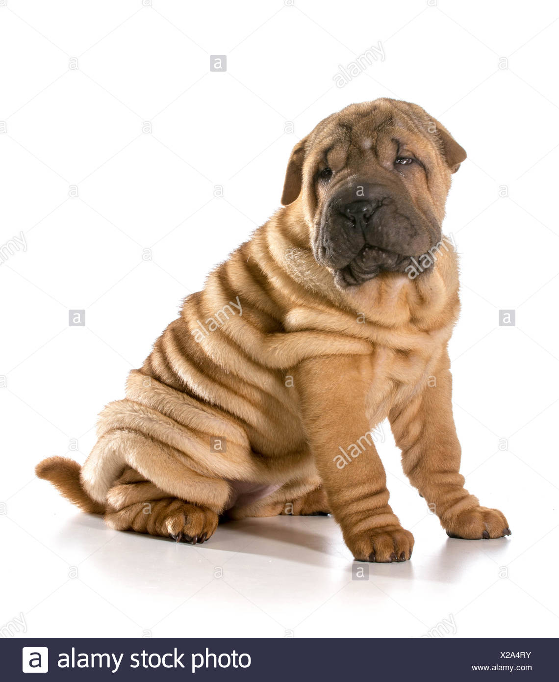 4 month old shar pei