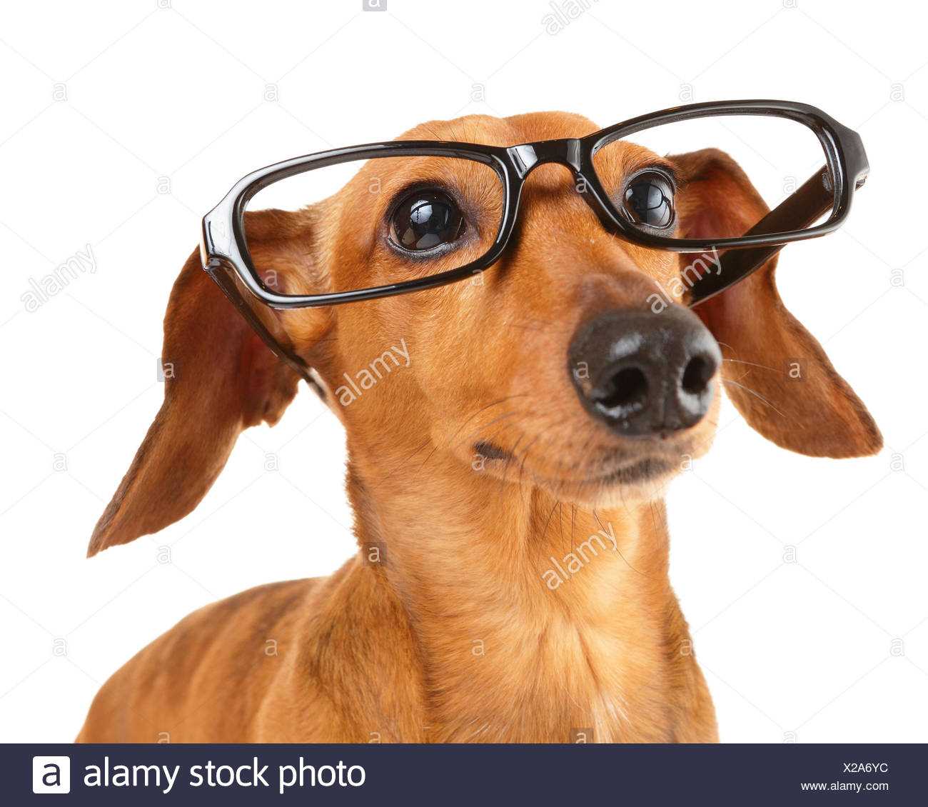 dog with glasses