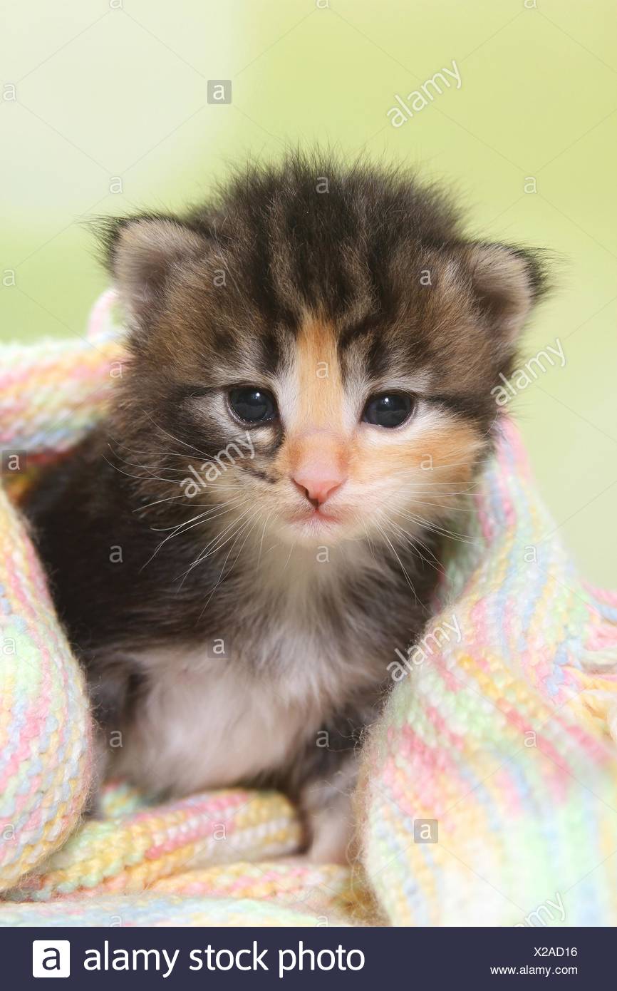 Long Hair Calico Stock Photos Long Hair Calico Stock Images