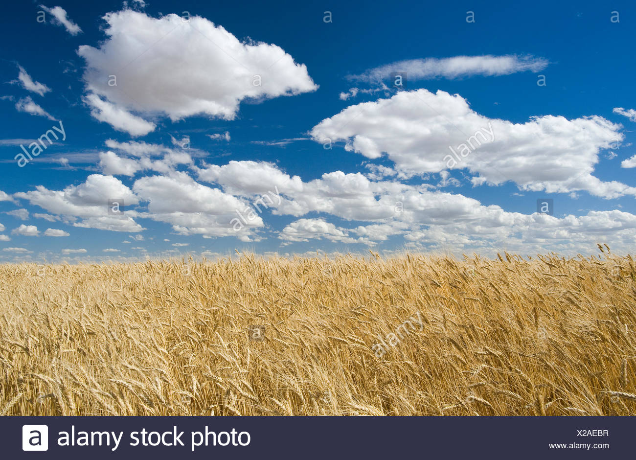 Saskatchewan Wheat Field Stock Photos & Saskatchewan Wheat Field Stock