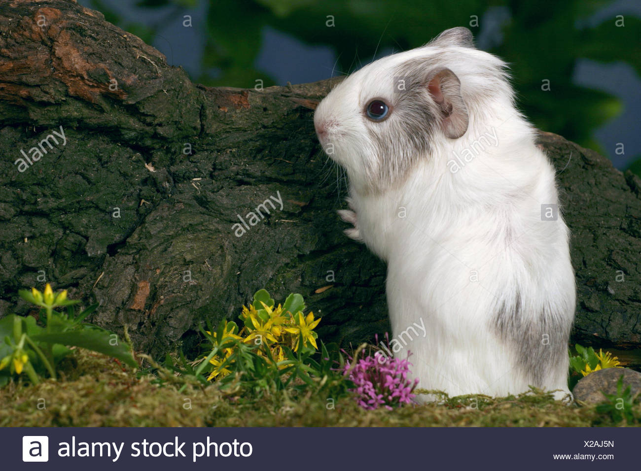 ridgeback guinea pigs