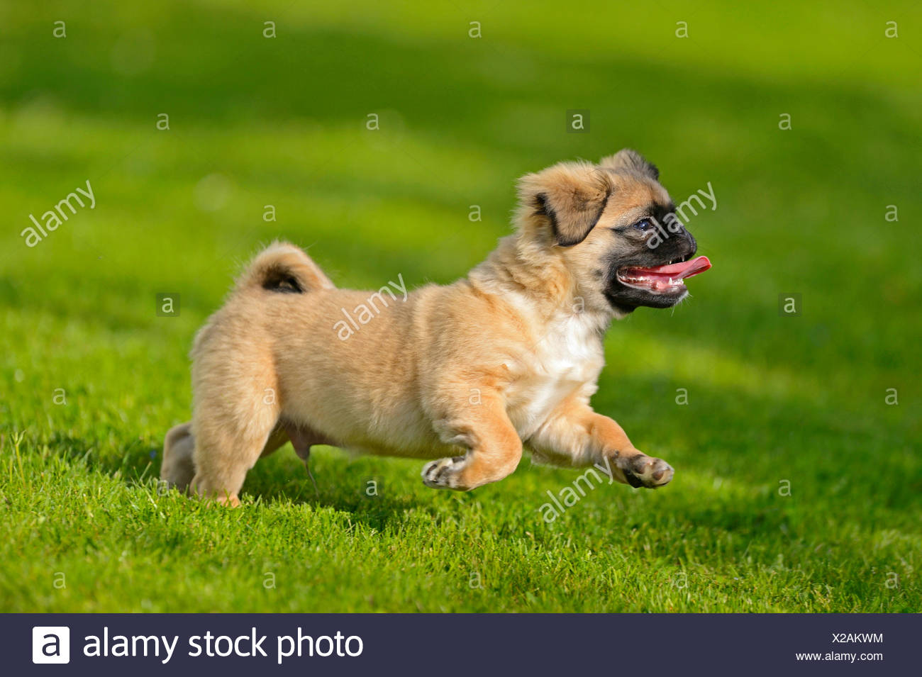 chug puppies for sale by owner