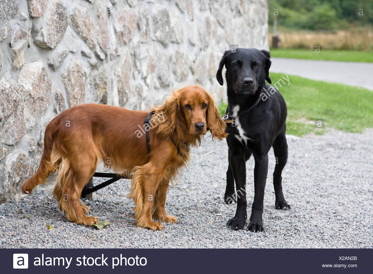 cocker spaniel lab mix for sale