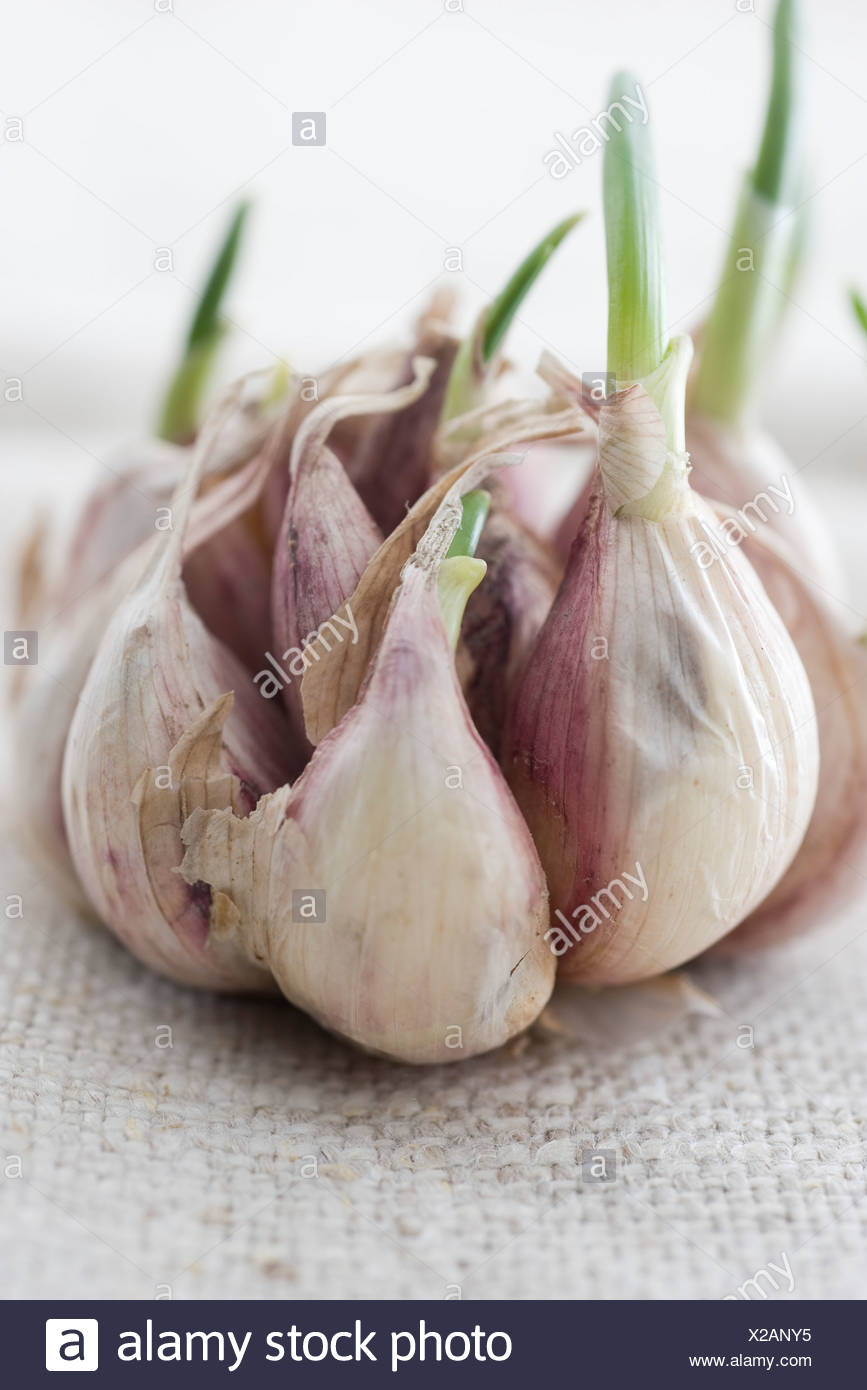 One Clove Of Garlic High Resolution Stock Photography and Images Alamy