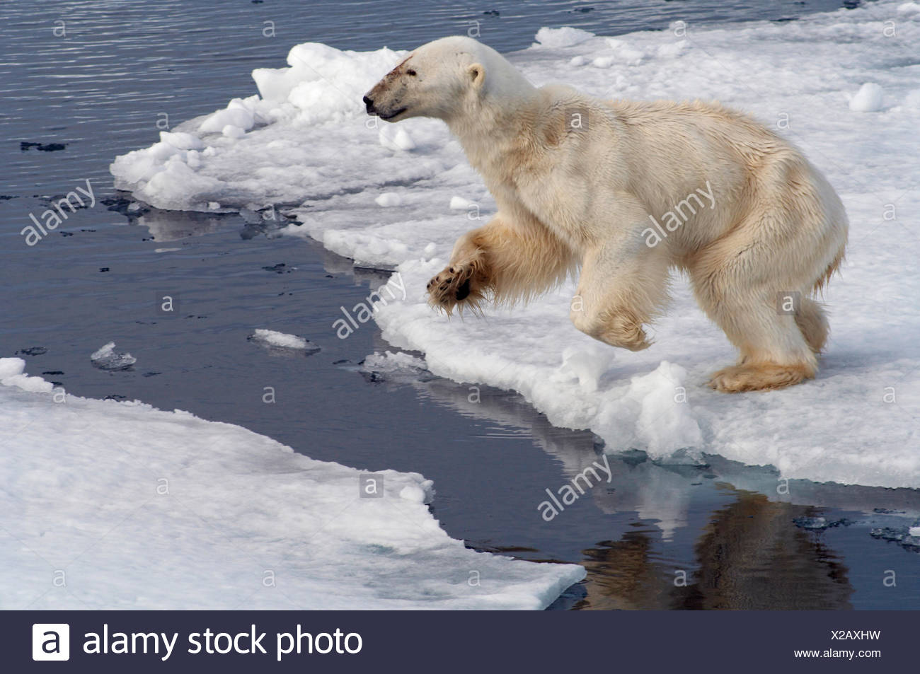 Skinny Polar Bear Ursus Maritimus High Resolution Stock Photography and