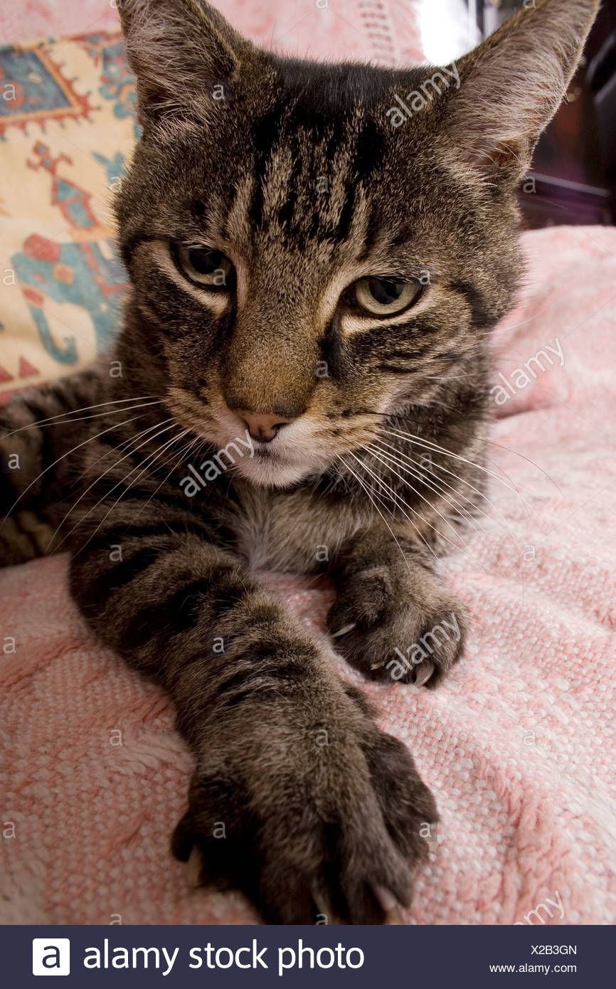 Cat Clawing Stock Photos & Cat Clawing Stock Images Alamy