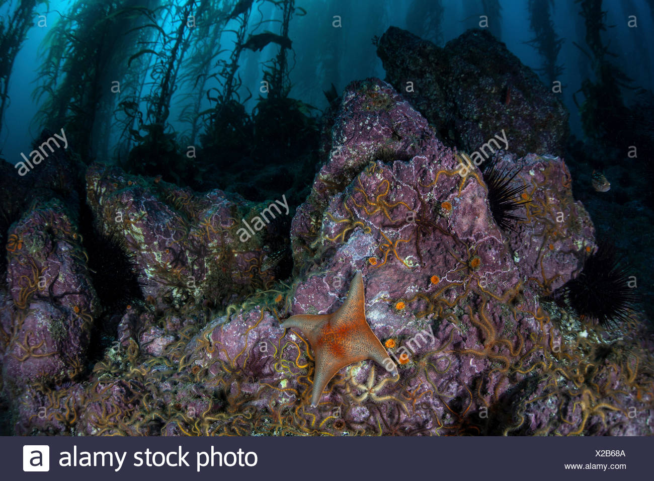 Kelp Forest Channel Islands High Resolution Stock Photography and