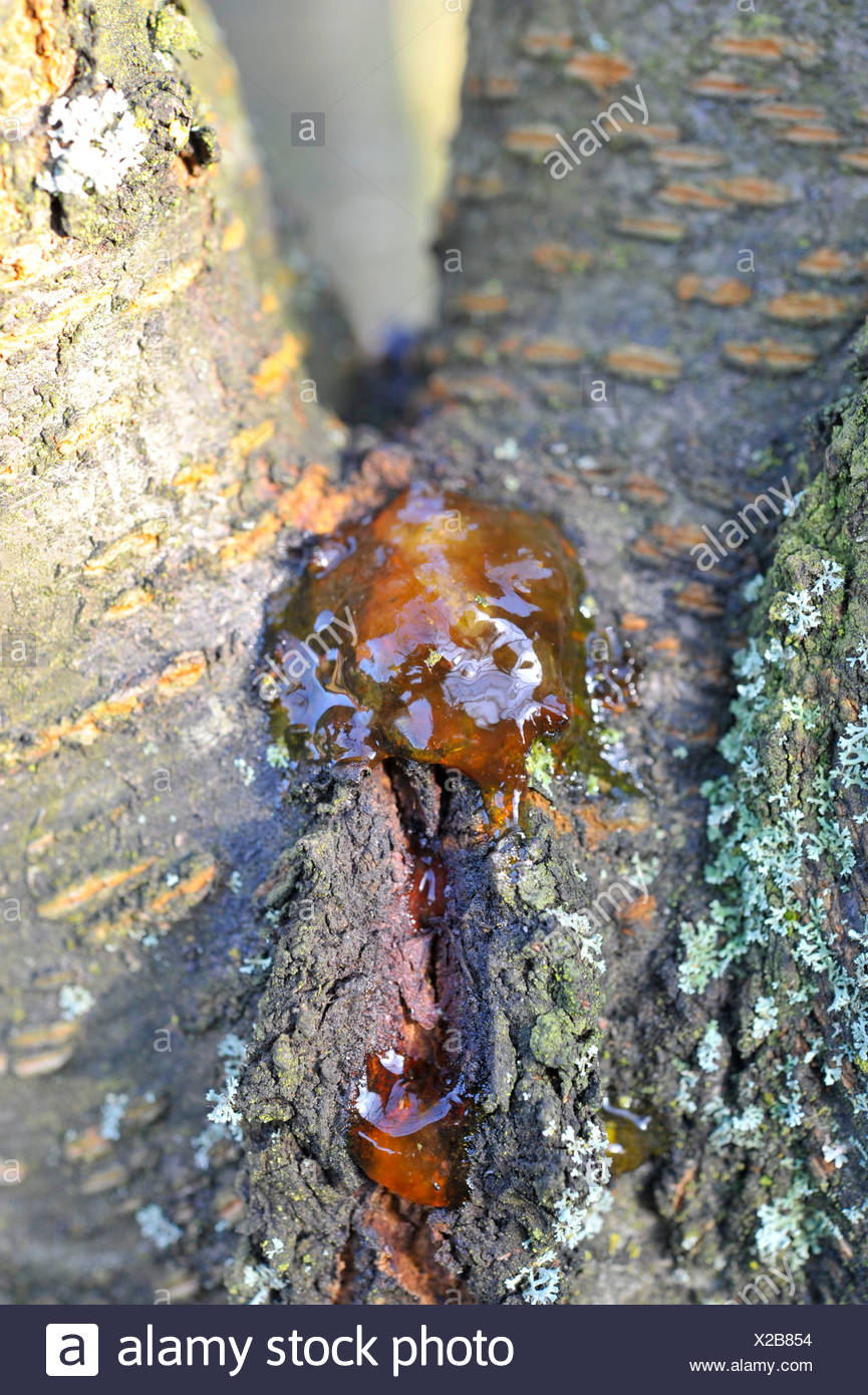Tree Resins Stock Photos & Tree Resins Stock Images Alamy