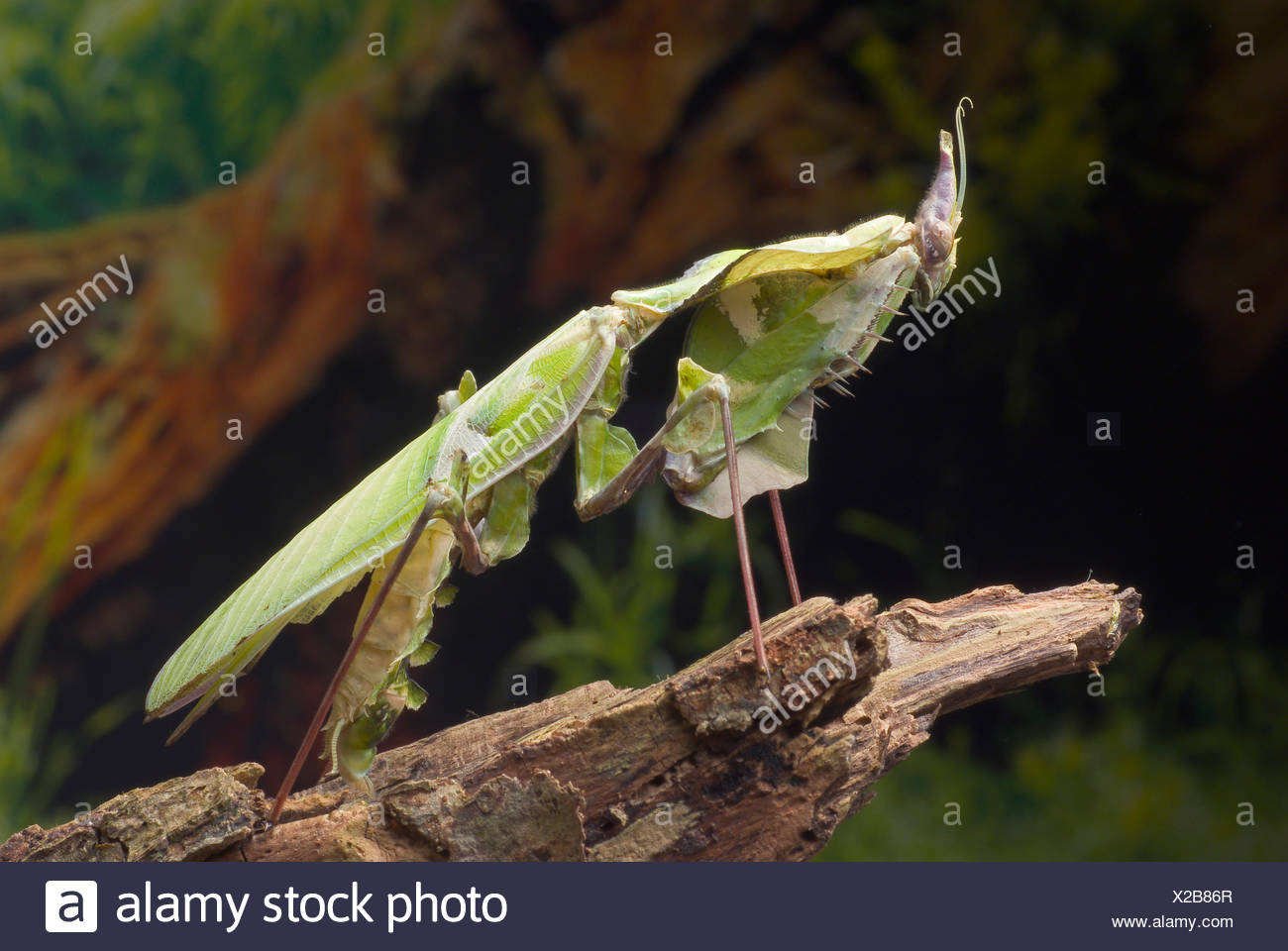Giant Devils Flower Idolomantis Diabolica On A Branch Stock Photo Alamy
