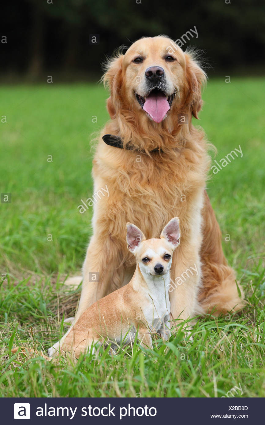 golden retriever chihuahua