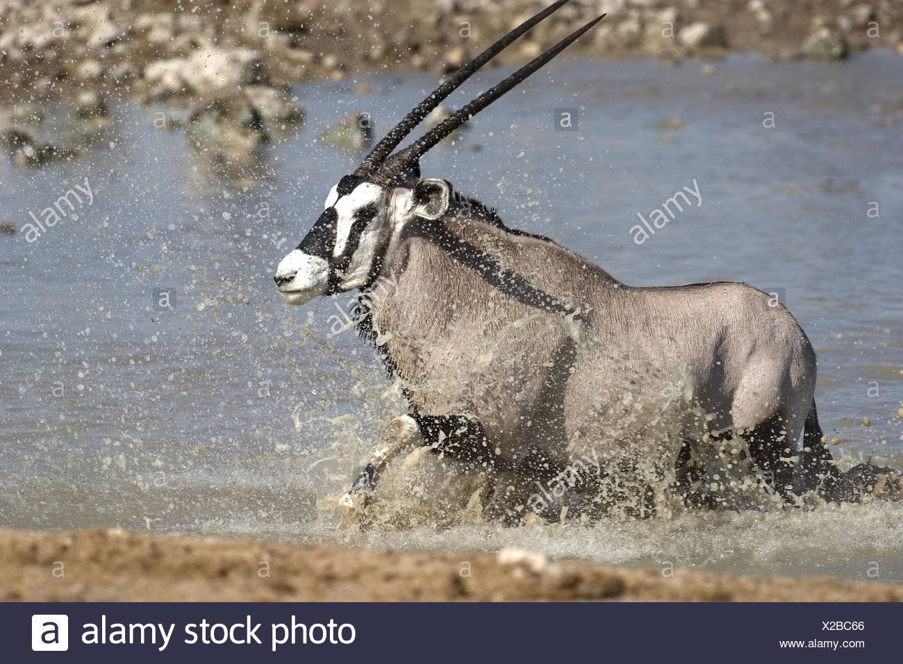 Oryx Running High Resolution Stock Photography and Images Alamy