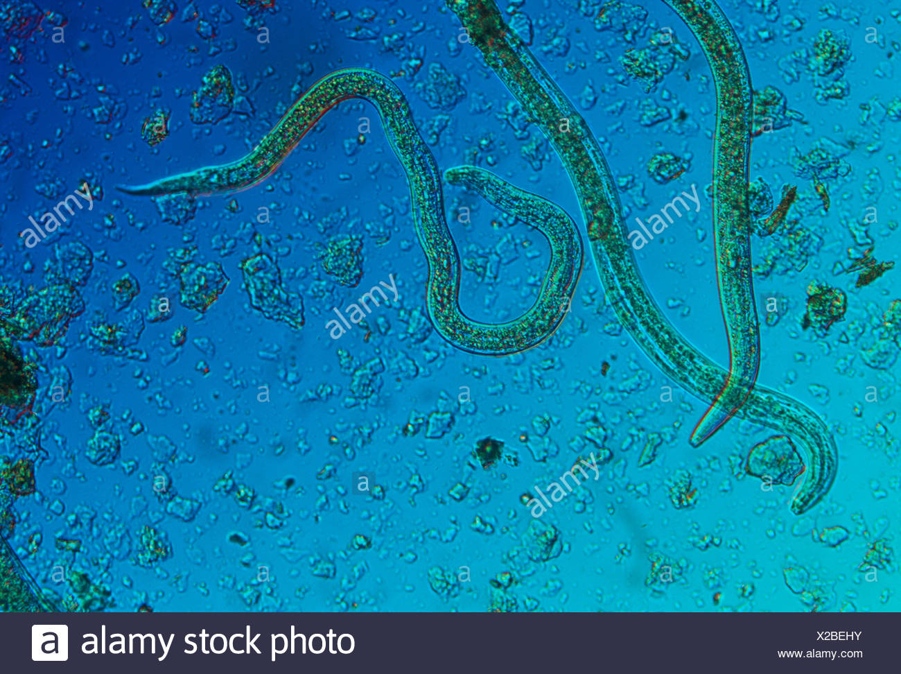 Phasmarhabditis High Resolution Stock Photography and Images - Alamy
