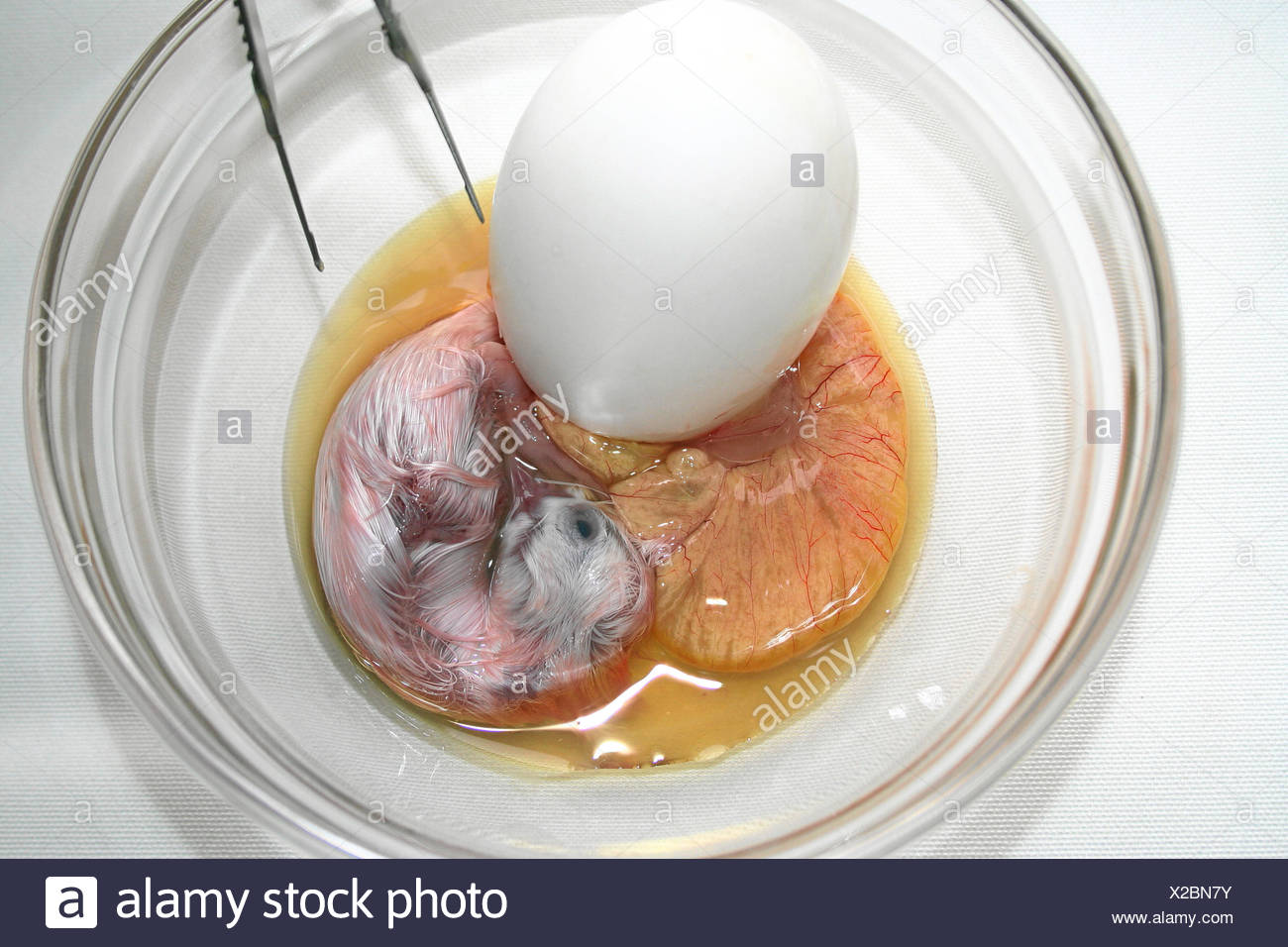 Eggs From Ducks High Resolution Stock Photography and Images Alamy