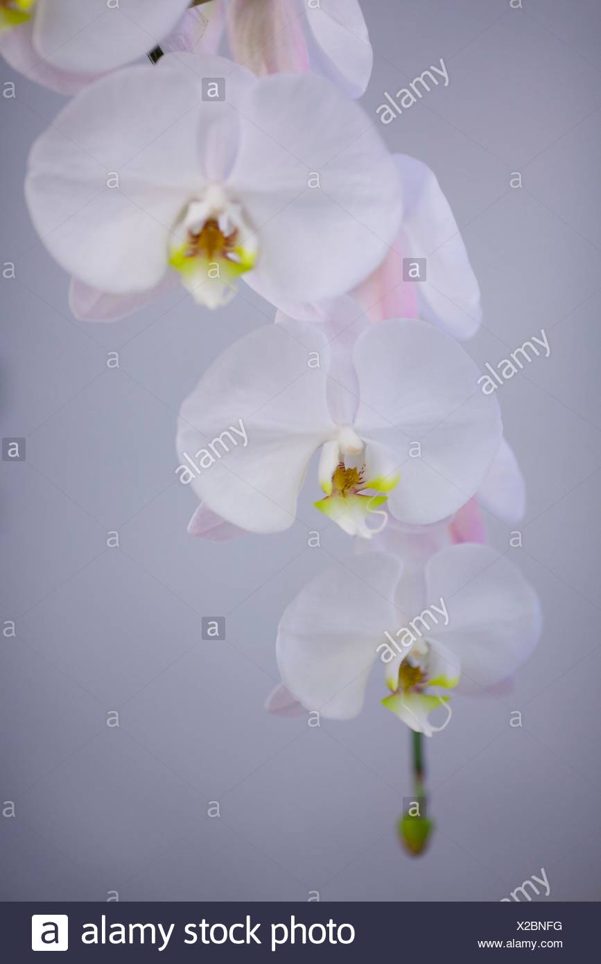 Phalaenopsis Peach Infussion Hybrid New Orchid Orchids