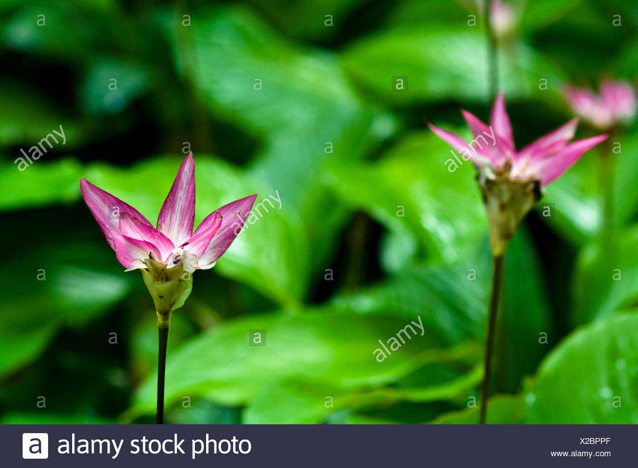 Amazon Rainforest Understory High Resolution Stock Photography and