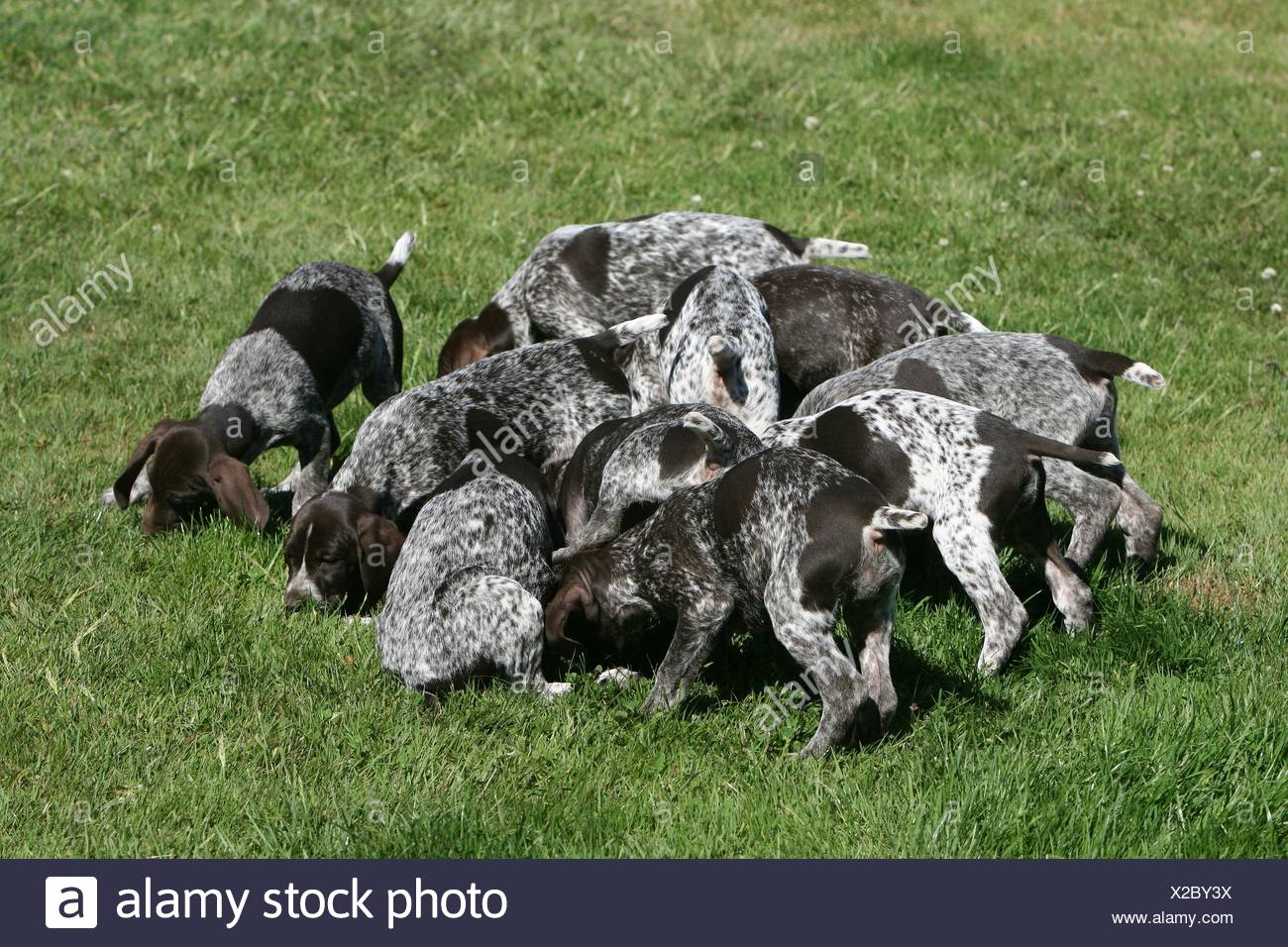 greenfield puppies german shorthaired pointers