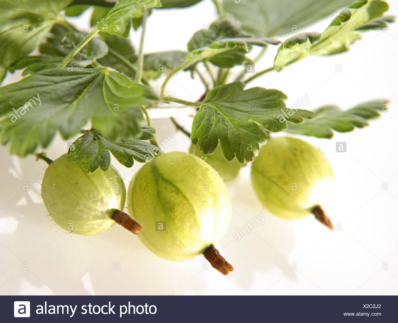 Beeren Fruechte Gooseberry Nahaufnahme Obst Pflanze Ribes