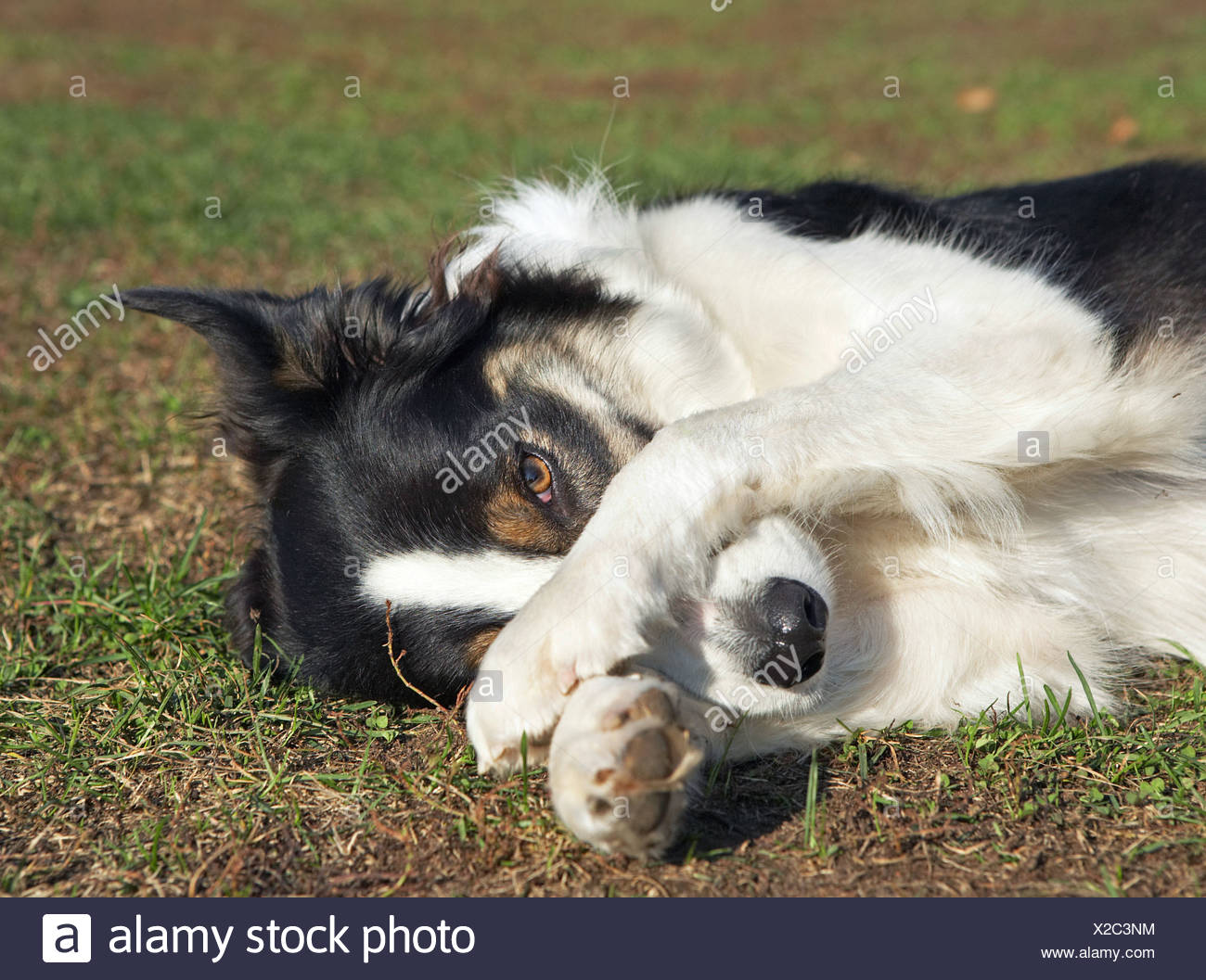border collie muzzle