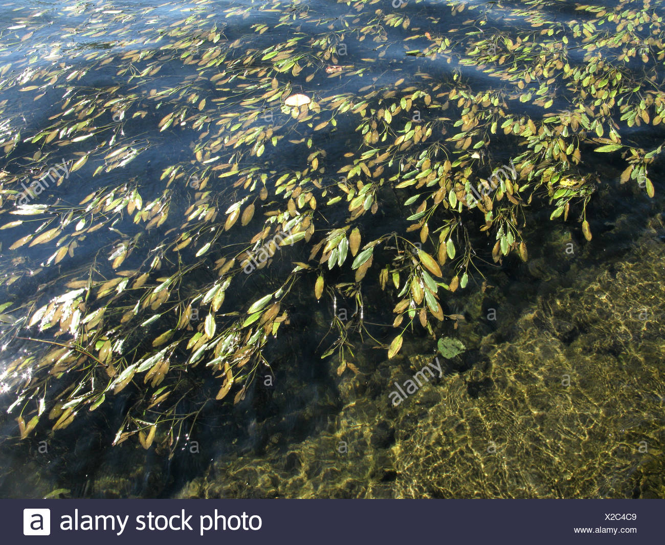 Long Leaved Pondweed High Resolution Stock Photography And Images Alamy long-leaved-pondweed-high-resolution-stock-photography-and-images-alamy