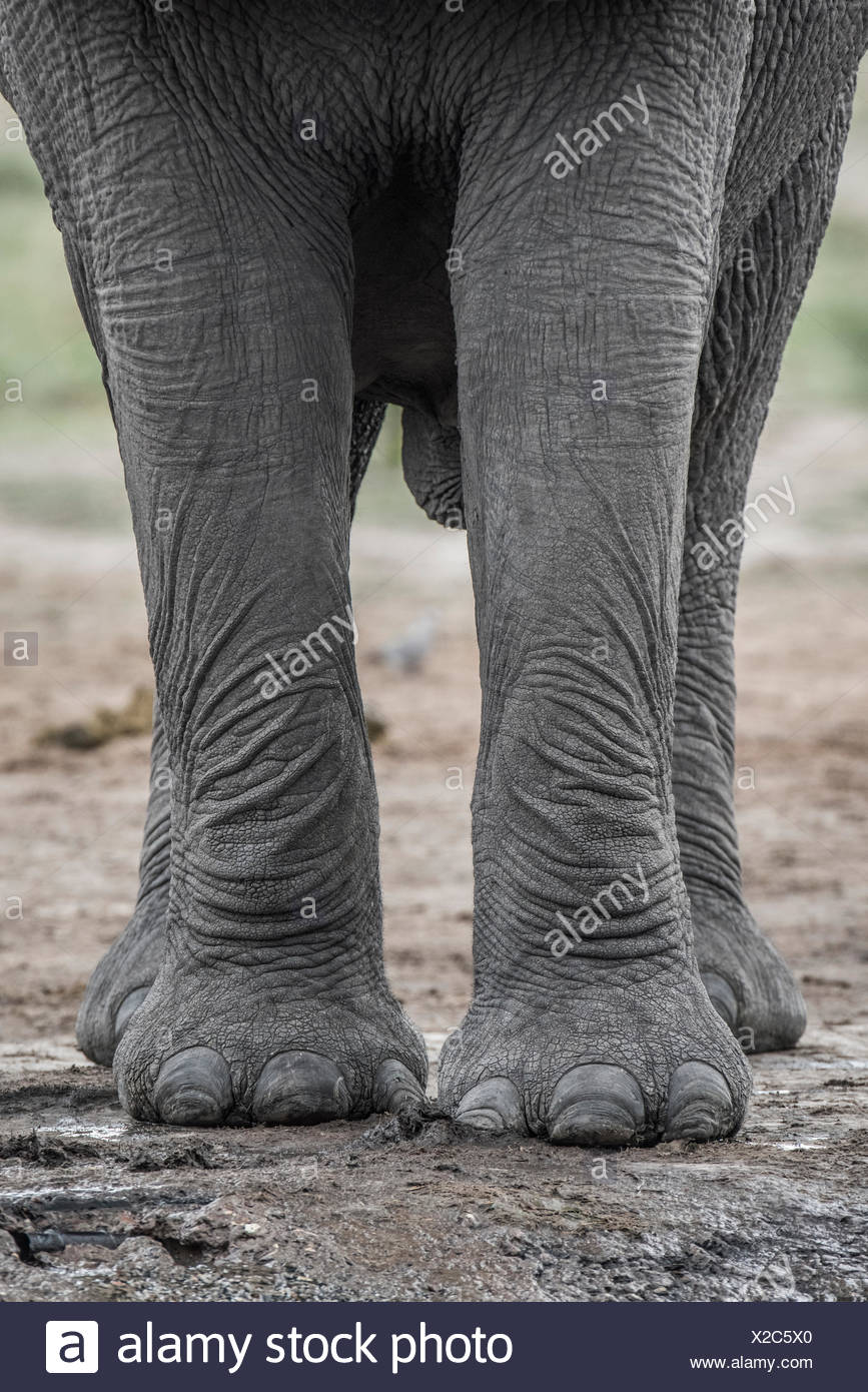 Elephant Legs Stock Photos And Elephant Legs Stock Images Alamy