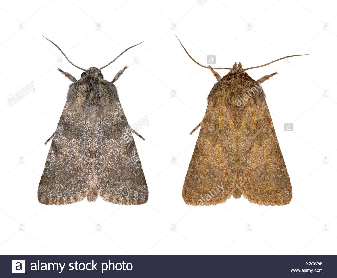 73.285 (2174) Grey - Hadena caesia - Stock Image