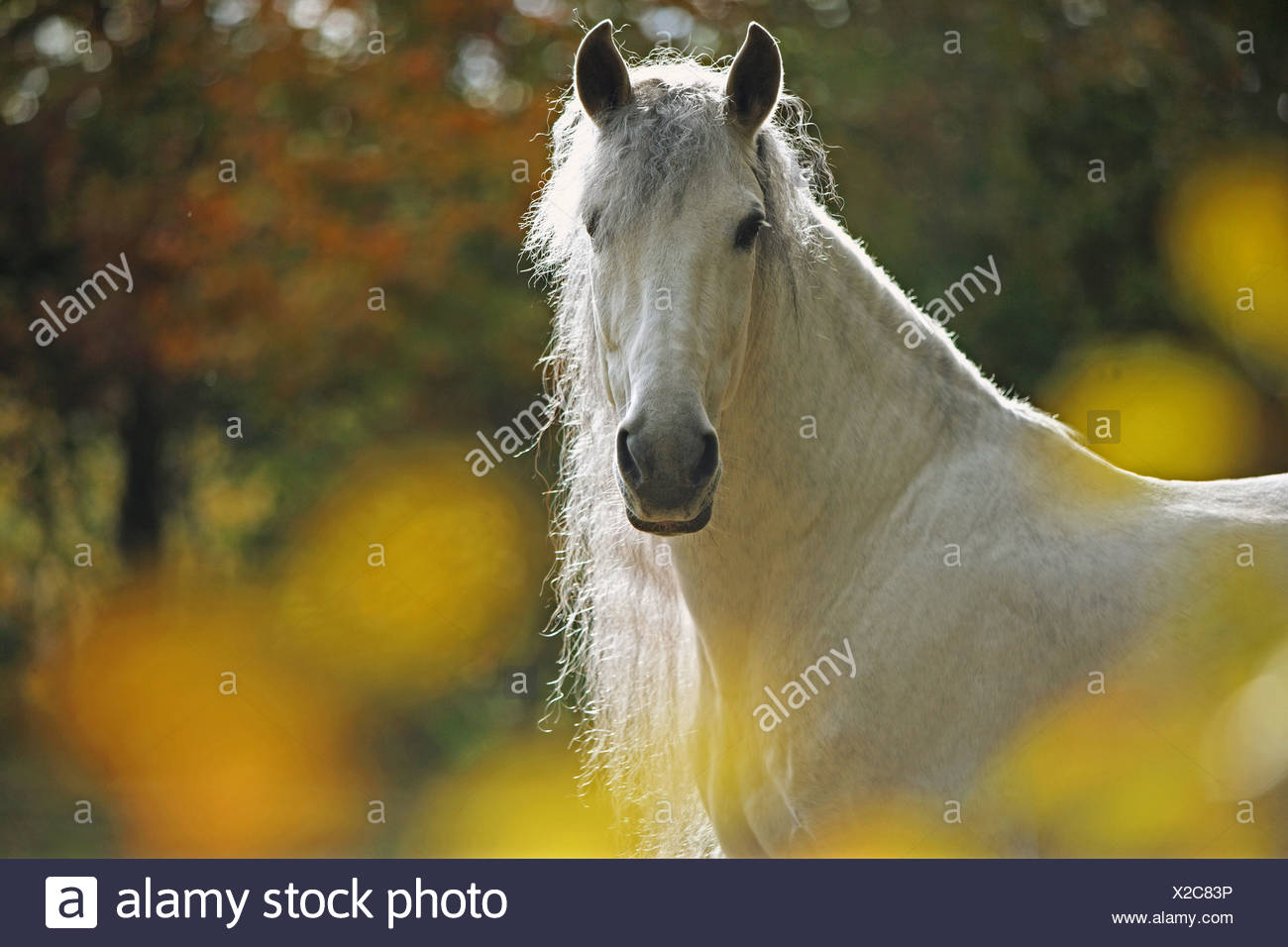 Pure Blooded High Resolution Stock Photography and Images Alamy