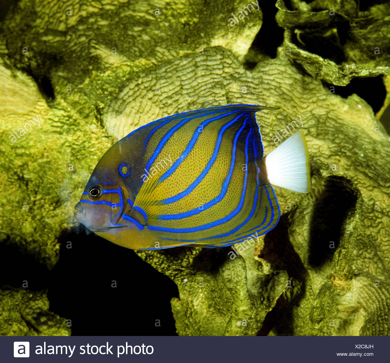 pomacanthus annularis stock photos