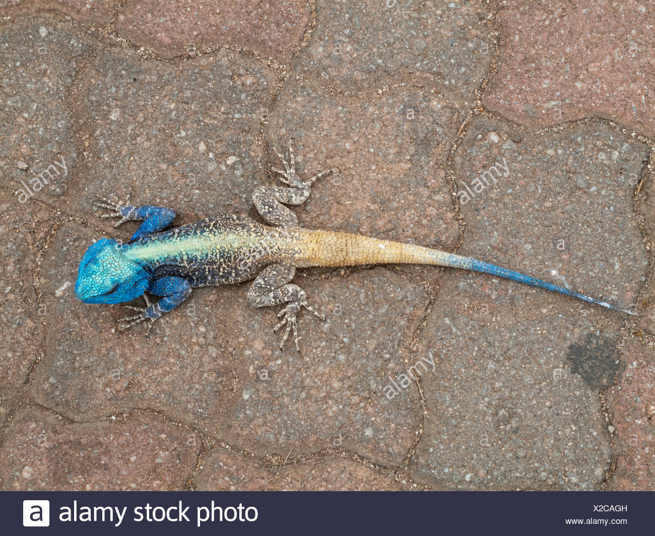 Blue Headed High Resolution Stock Photography And Images Alamy