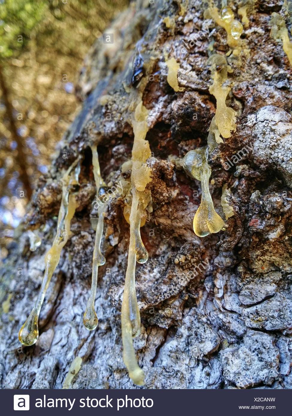 Resin Tree Stock Photos & Resin Tree Stock Images Alamy