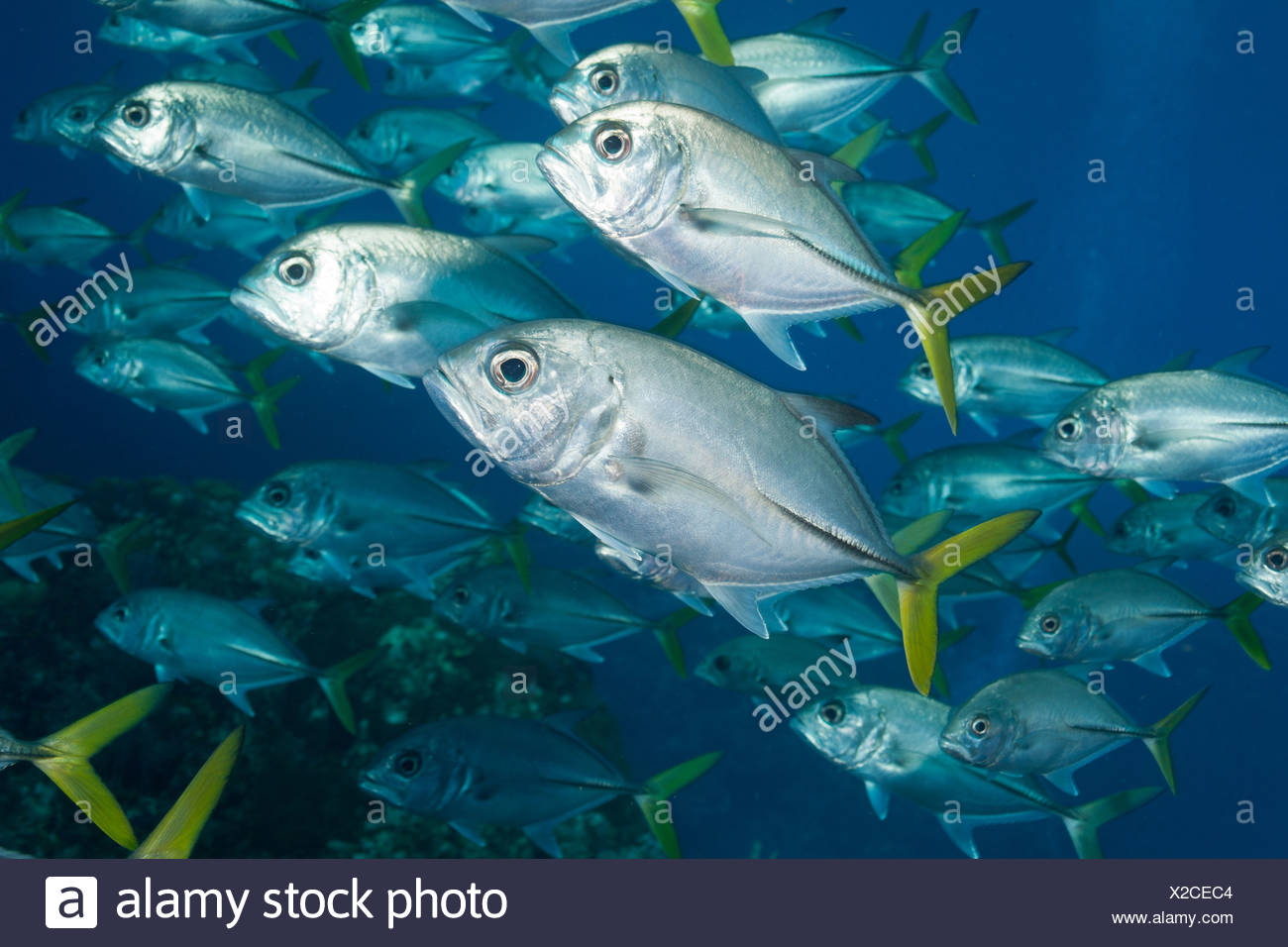 School of Horse-eyed Jack Stock Photo