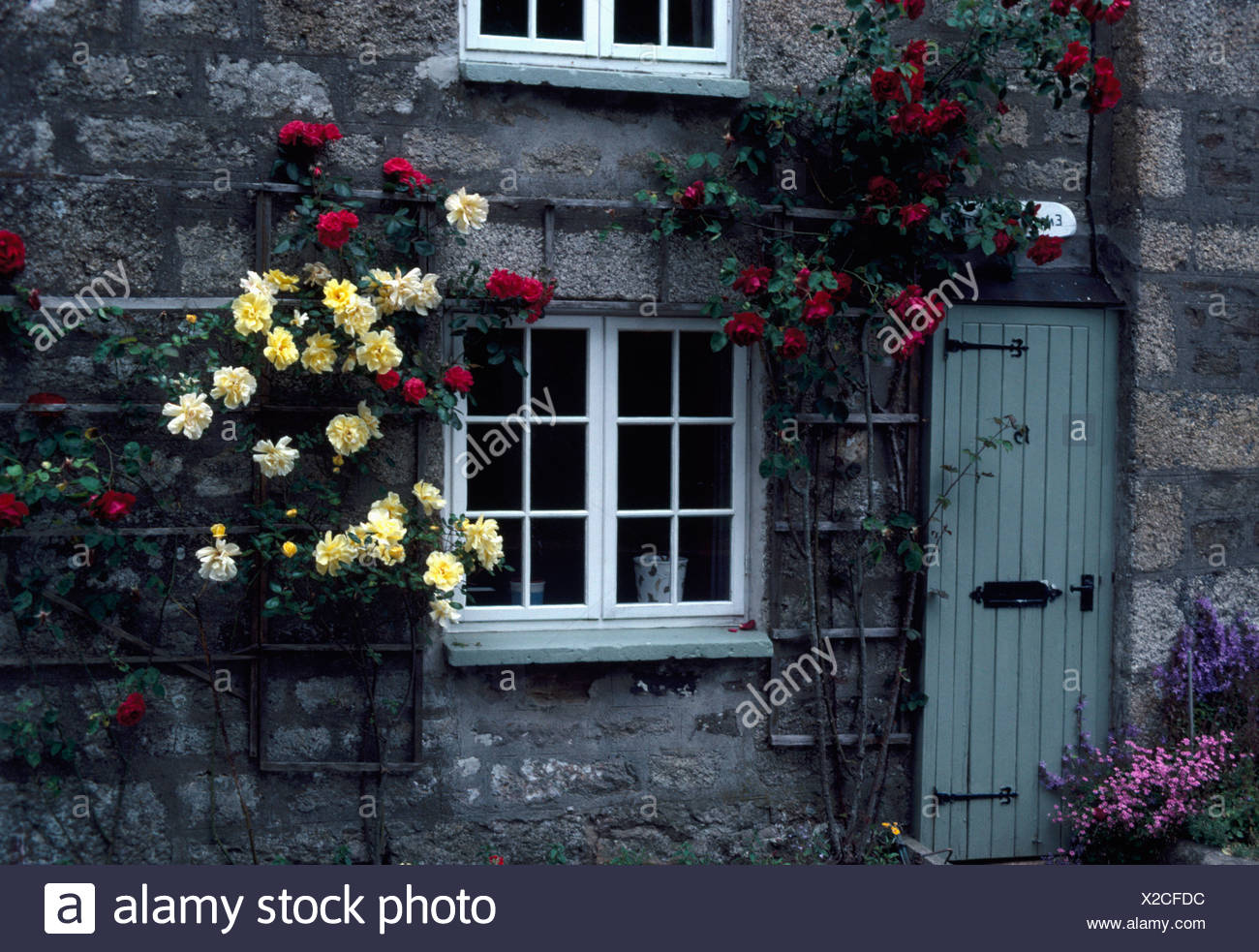 Yellow And Red Climbing Roses Beside Window And Front Door Of
