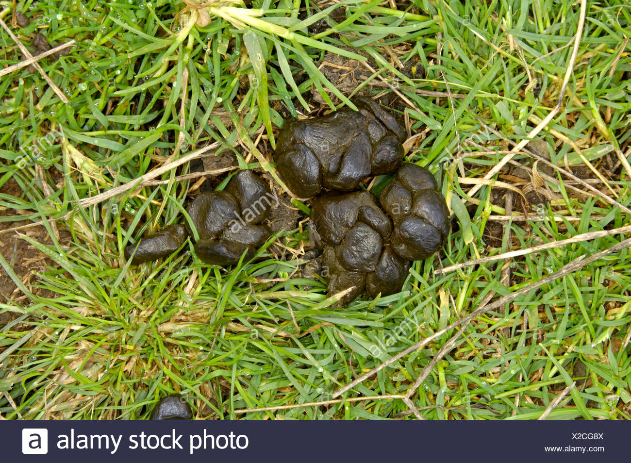 Animal Droppings High Resolution Stock Photography and Images Alamy