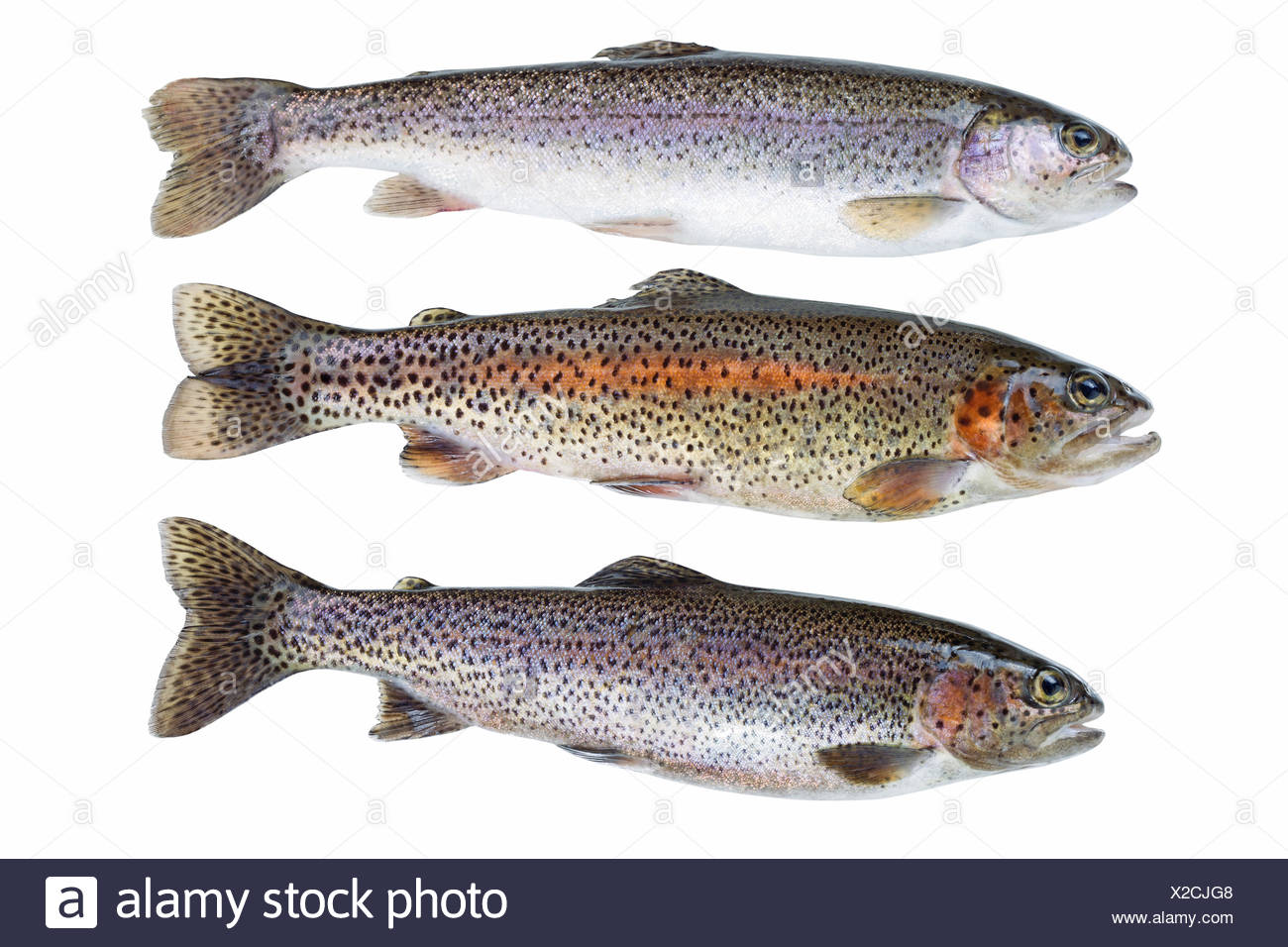 Rainbow Trout Scales High Resolution Stock Photography and Images Alamy