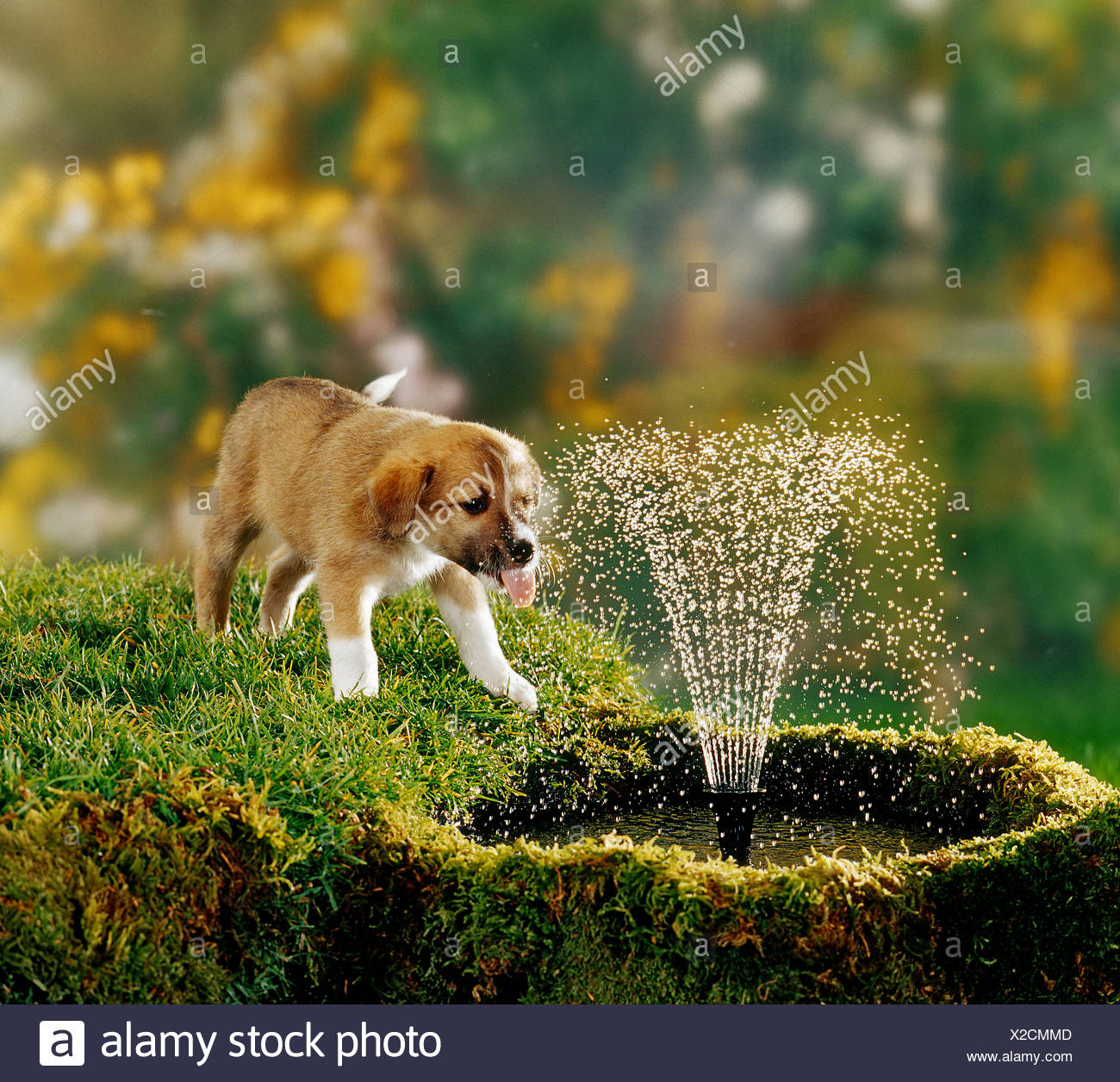 puppy water fountain