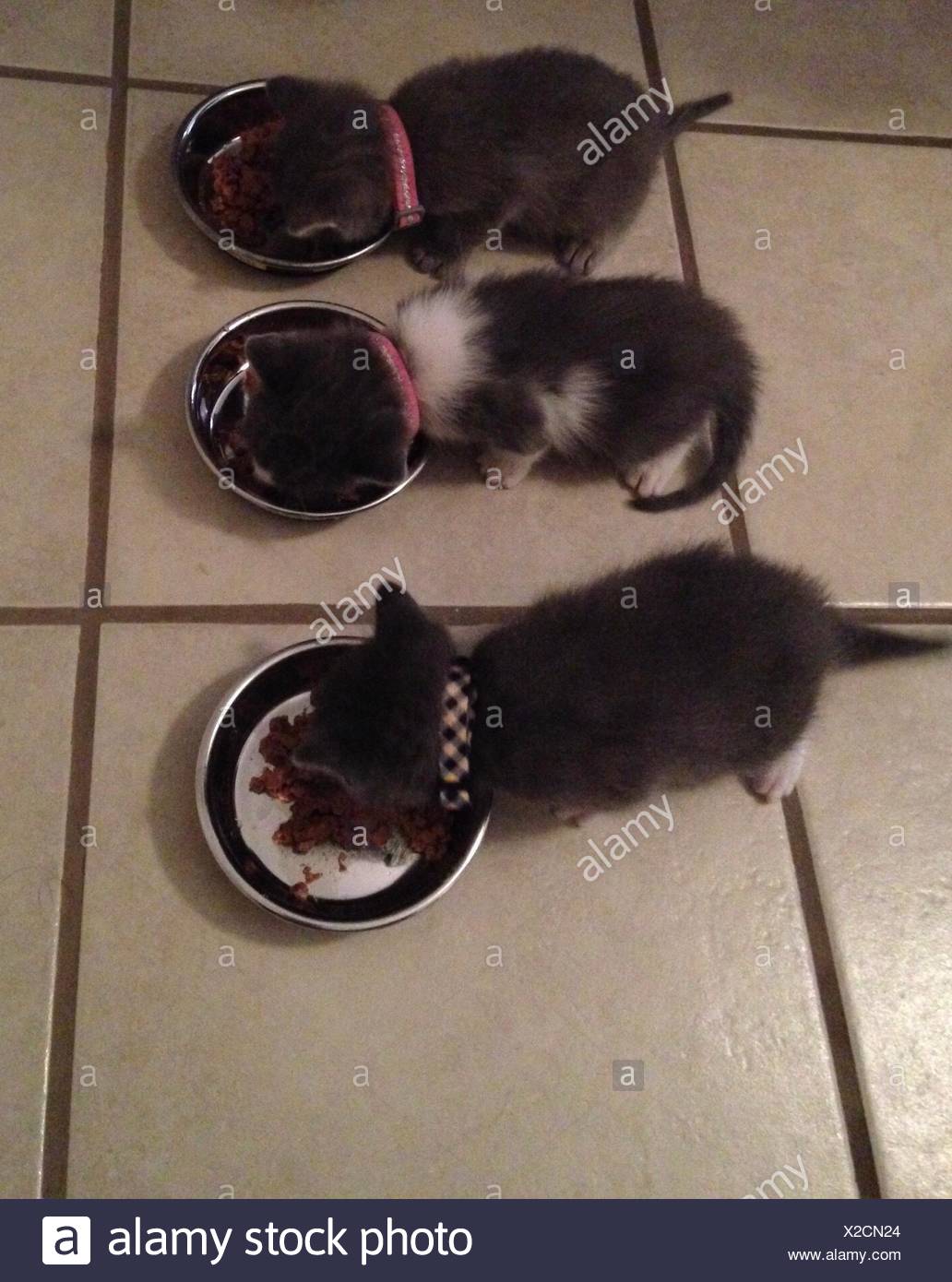 Dog Cat Mouse High Resolution Stock Photography and Images Alamy