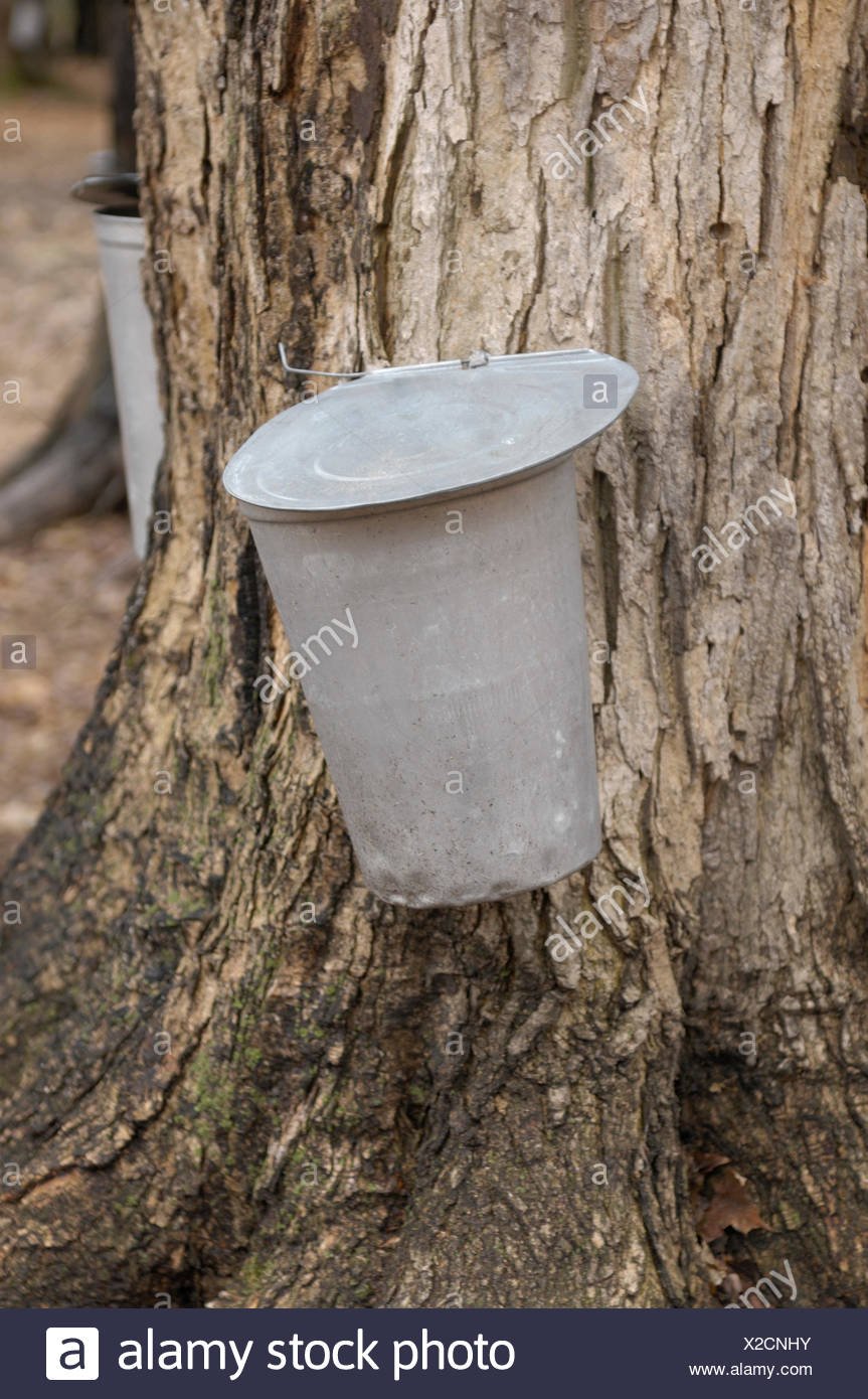 Bucket Collecting Maple Sap High Resolution Stock Photography and