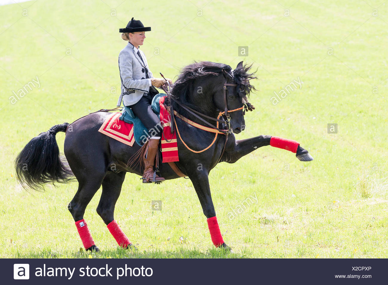 Horse Rider Performing Spanish Walk High Resolution Stock Photography