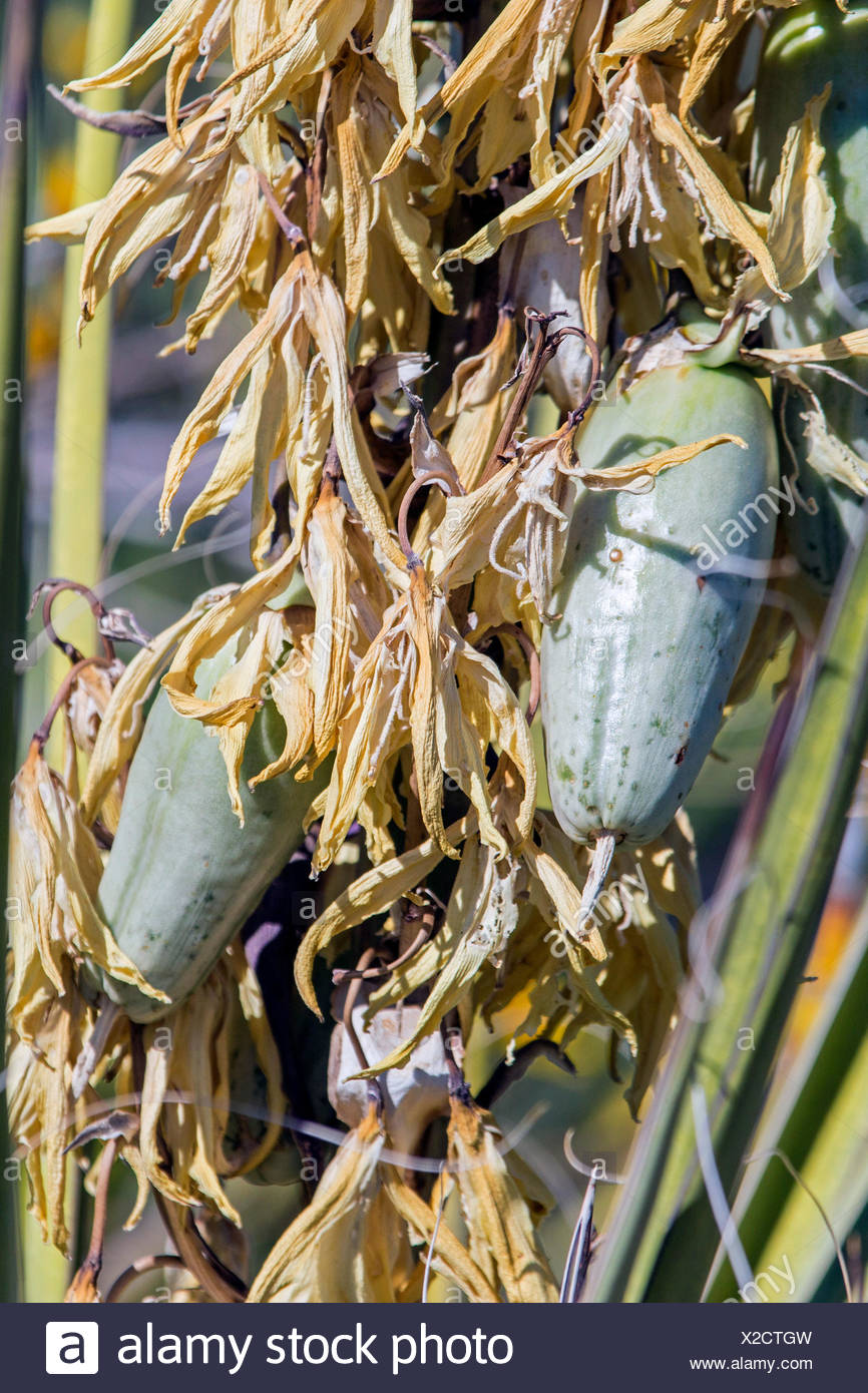 Yucca Fruit Stock Photos & Yucca Fruit Stock Images Alamy