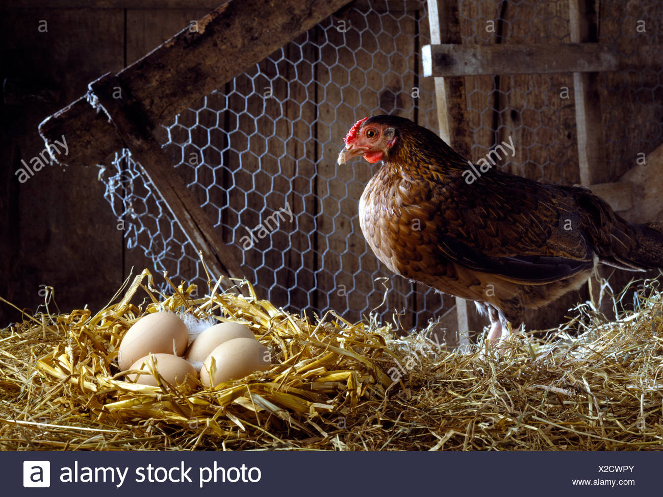 Hen House Eggs Stock Photos & Hen House Eggs Stock Images Alamy